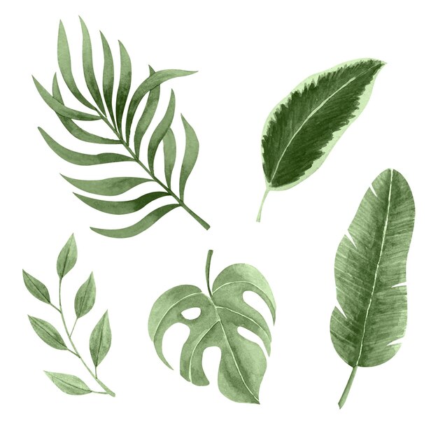 Monochromatic tropical leaves