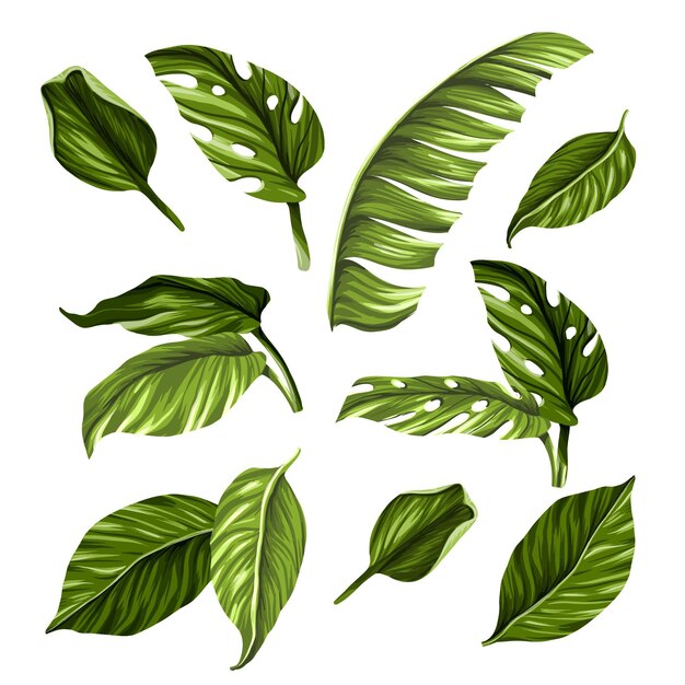 Monochromatic tropical leaves