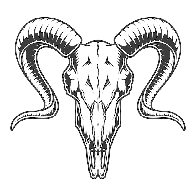 モノクロのヤギの頭蓋骨の図