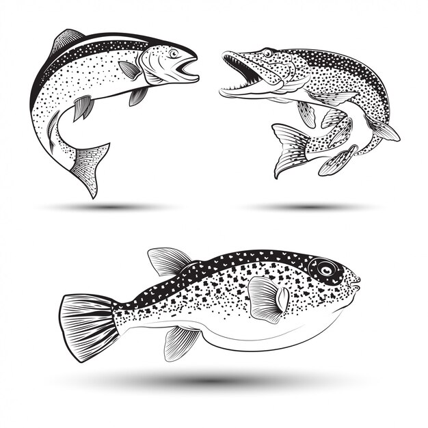魚種 プレミアムベクター
