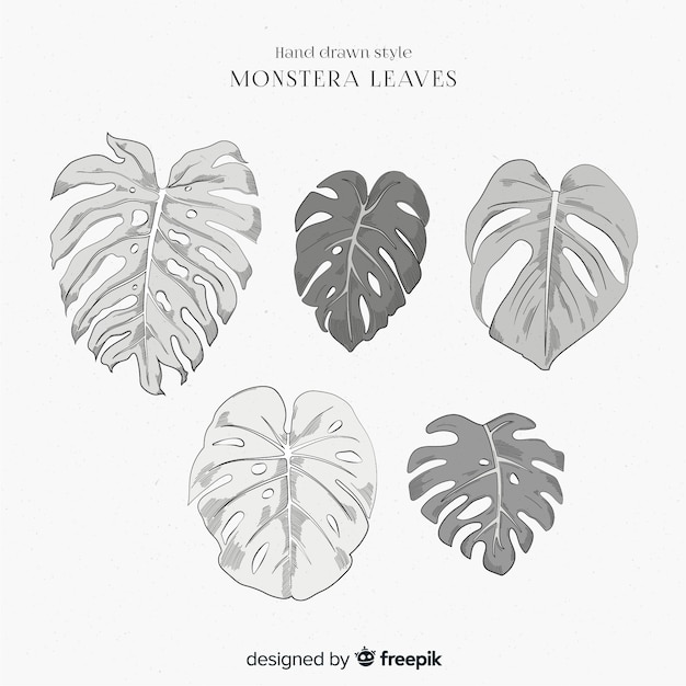 Free vector monstera leaves collection