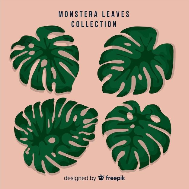 Free vector monstera leaves collection