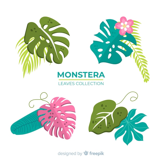 Monstera leaves collection