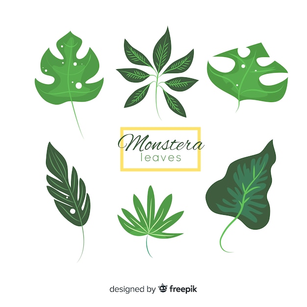 Monstera leaves collection