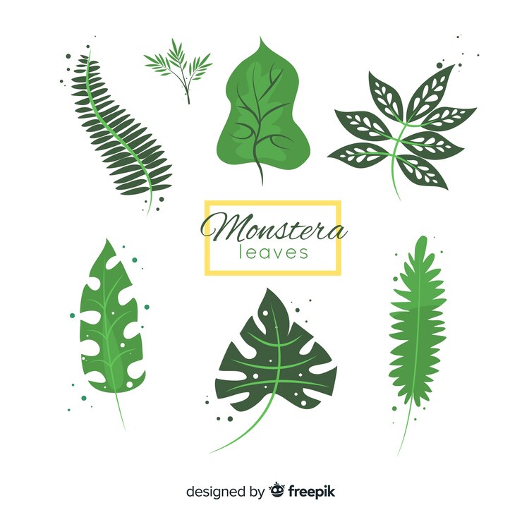 Free Vector monstera leaves collection