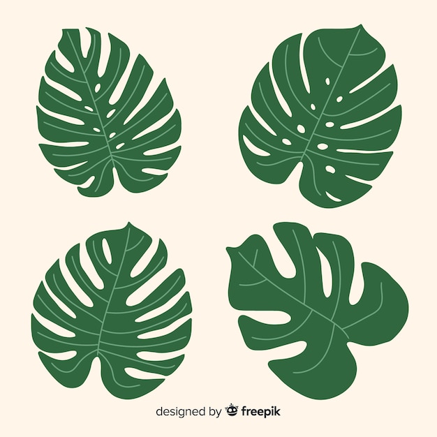 Monstera leaves collection