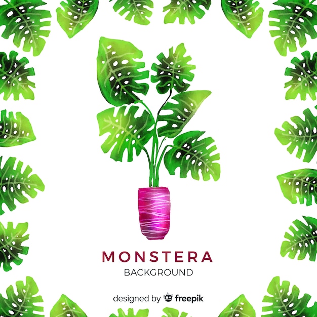 Free vector monstera leaves