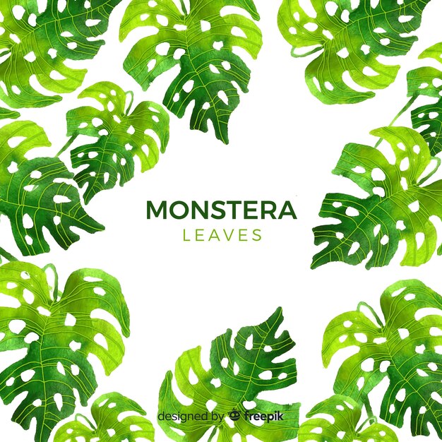 Monstera leaves