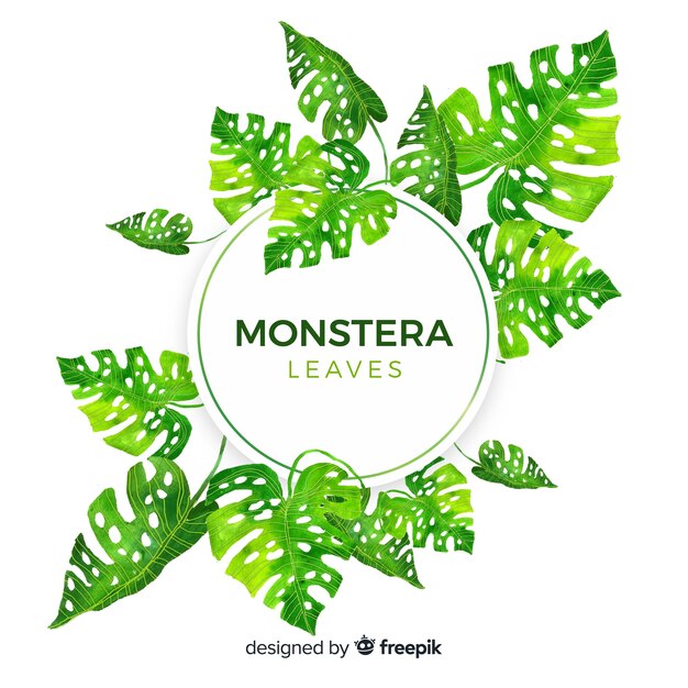 Monstera leaves