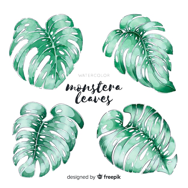 Free vector monstera leaves