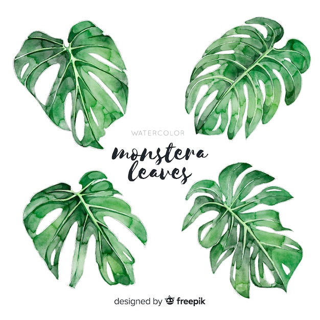 Free vector monstera leaves