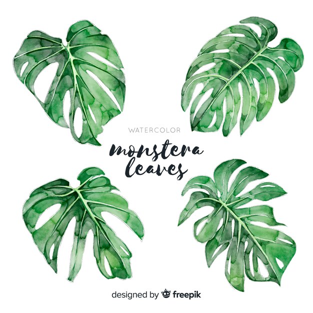 Monstera leaves