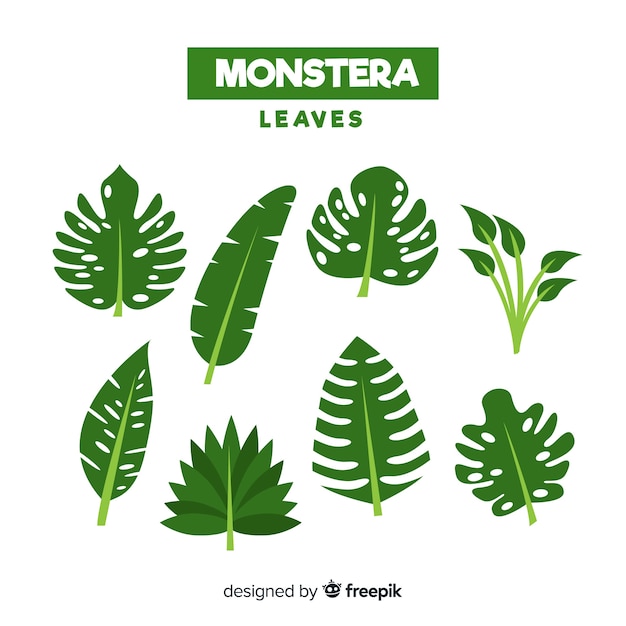 Free vector monstera leaves