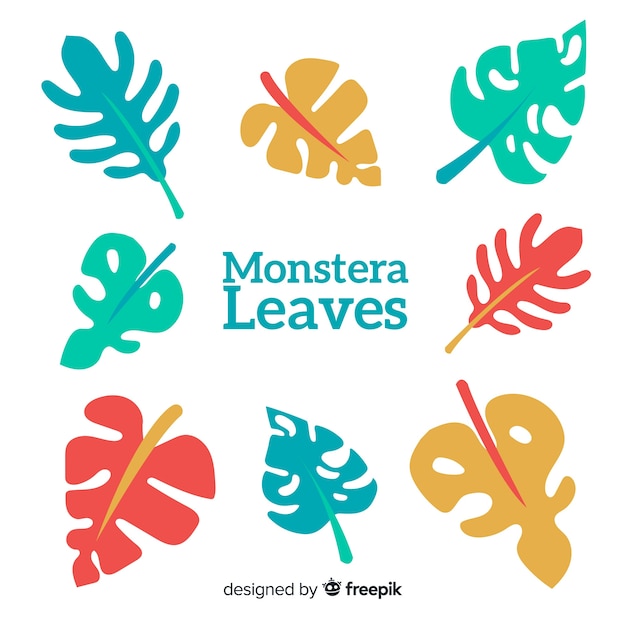 Monstera leaves