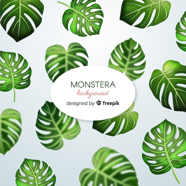 Free vector monstera leaves