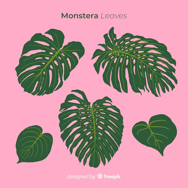 Free vector monstera leaves