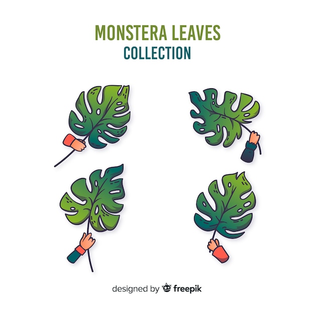 Free vector monstera leaves