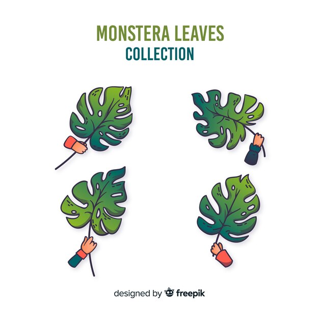 Monstera leaves