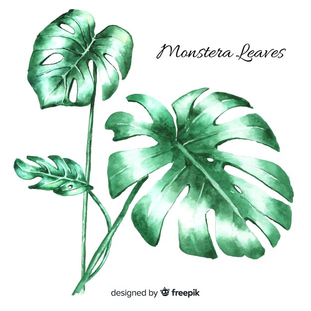 Monstera leaves