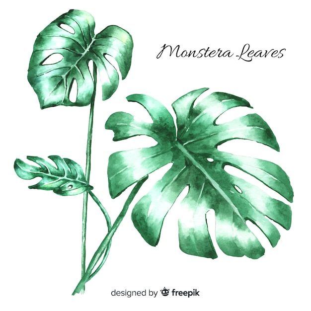 Monstera leaves