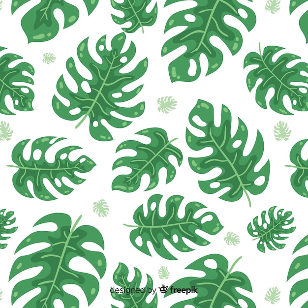 Monstera leaves