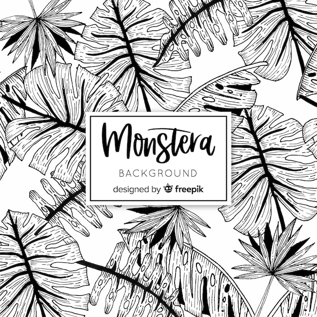 Free vector monstera leaves