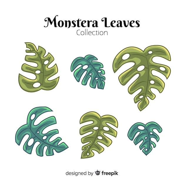 Monstera leaves