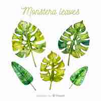 Free vector monstera leaves