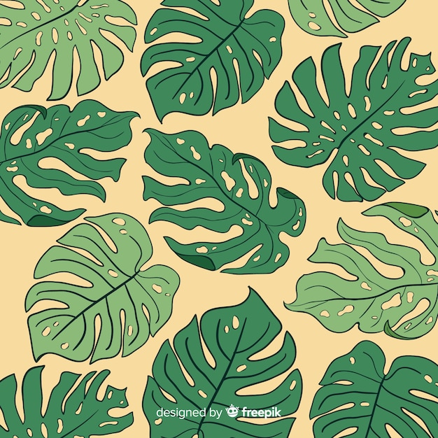 Monstera leaves