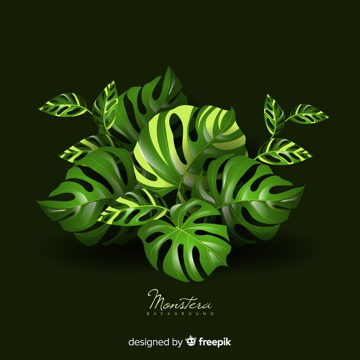Free Vector monstera leaves