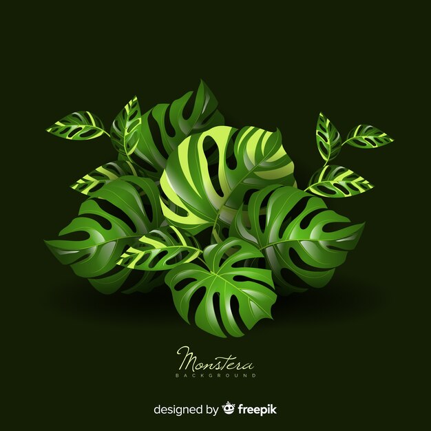 Monstera leaves