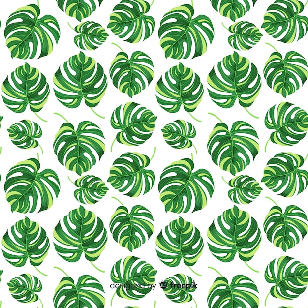 Free vector monstera leaves