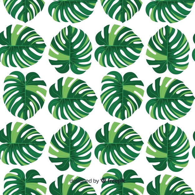 Monstera leaves