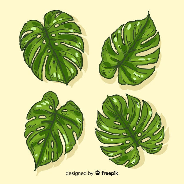 Monstera leaves