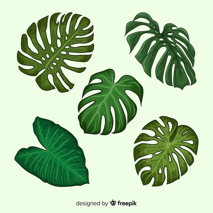 Free Vector monstera leaves