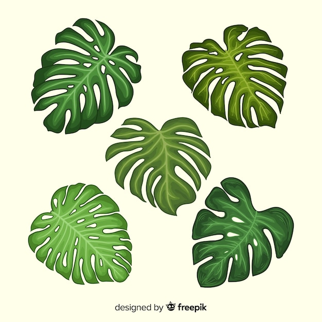 Free vector monstera leaves