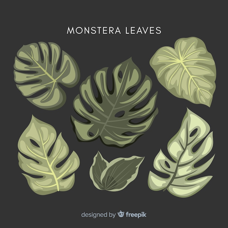 Free Vector monstera leaves