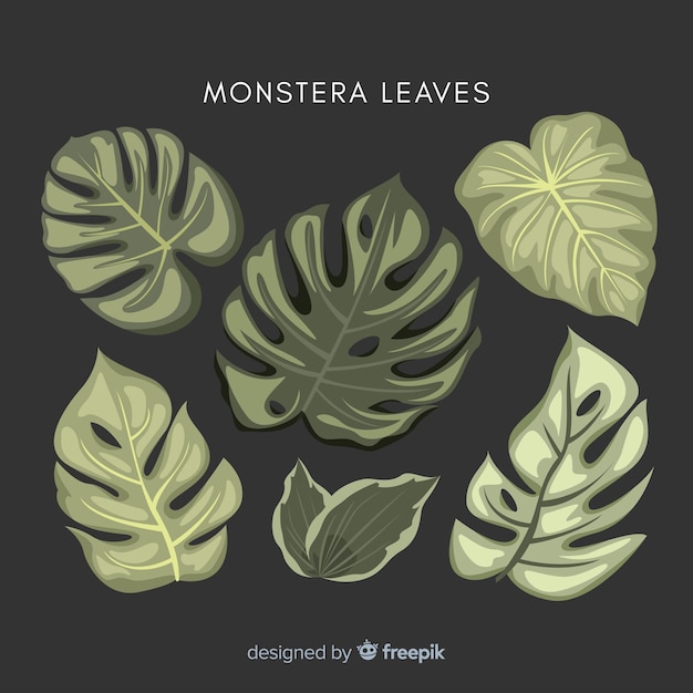 Monstera leaves