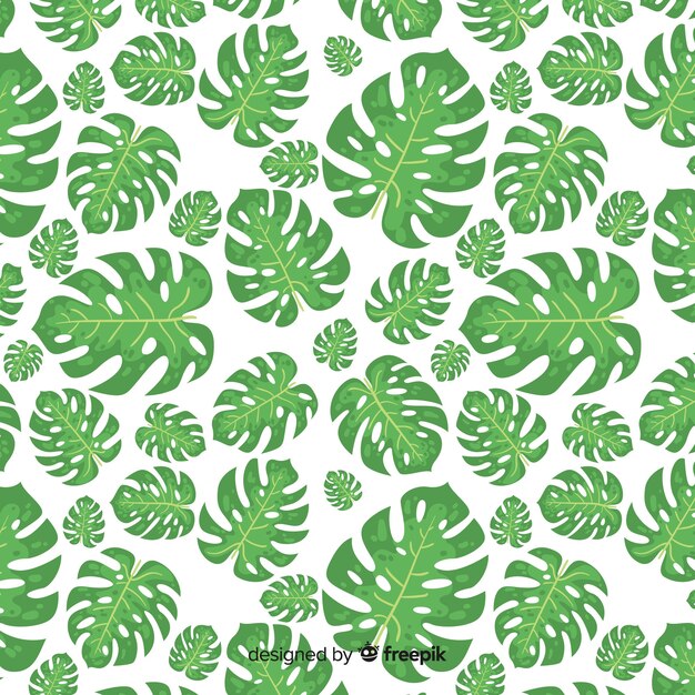 monstera leaves