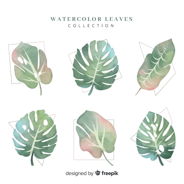 Free vector monstera leaves