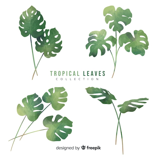 Free vector monstera leaves