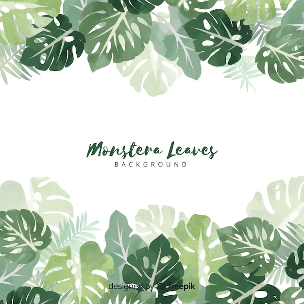 Free vector monstera leaves