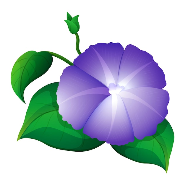 Free vector morning glory in purple color