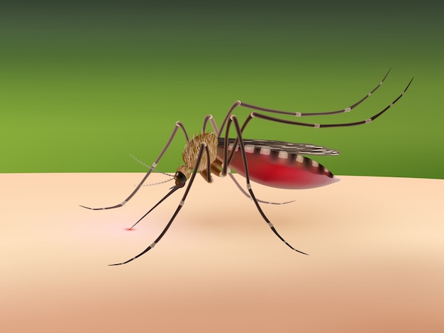 mosquito sucking blood