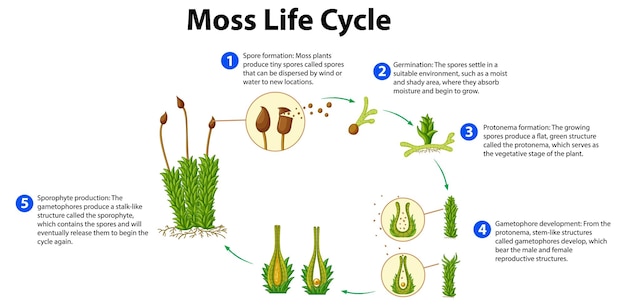 무료 벡터 과학 교육을 위한 moss 라이프 사이클 다이어그램