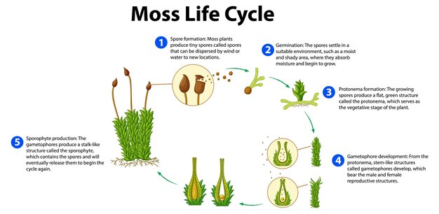 과학 교육을 위한 Moss 라이프 사이클 다이어그램