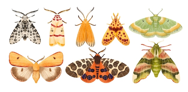 moth butterfly watercolor hand painted illustration collection