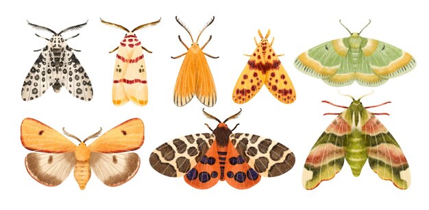 Бабочка бабочка акварель ручная роспись коллекция иллюстраций