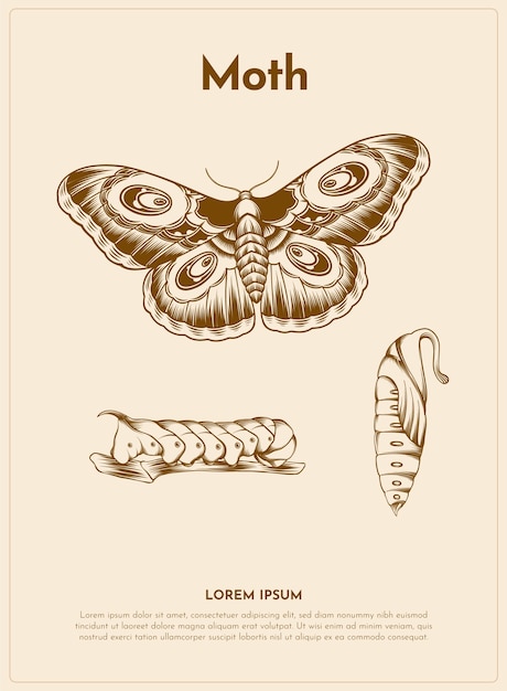 Moth retro animal illustration