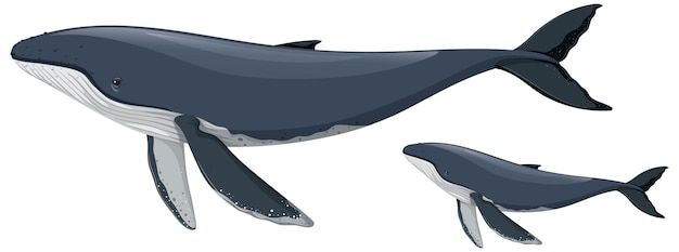 Mother and Baby Humpback Whale – Free Download of Vector Templates